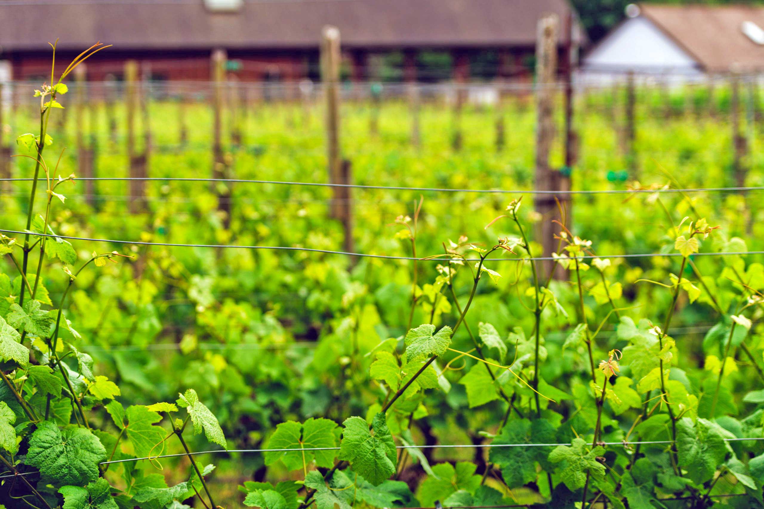 Beautiful field of grapes in vineyard at Deep Cove winery